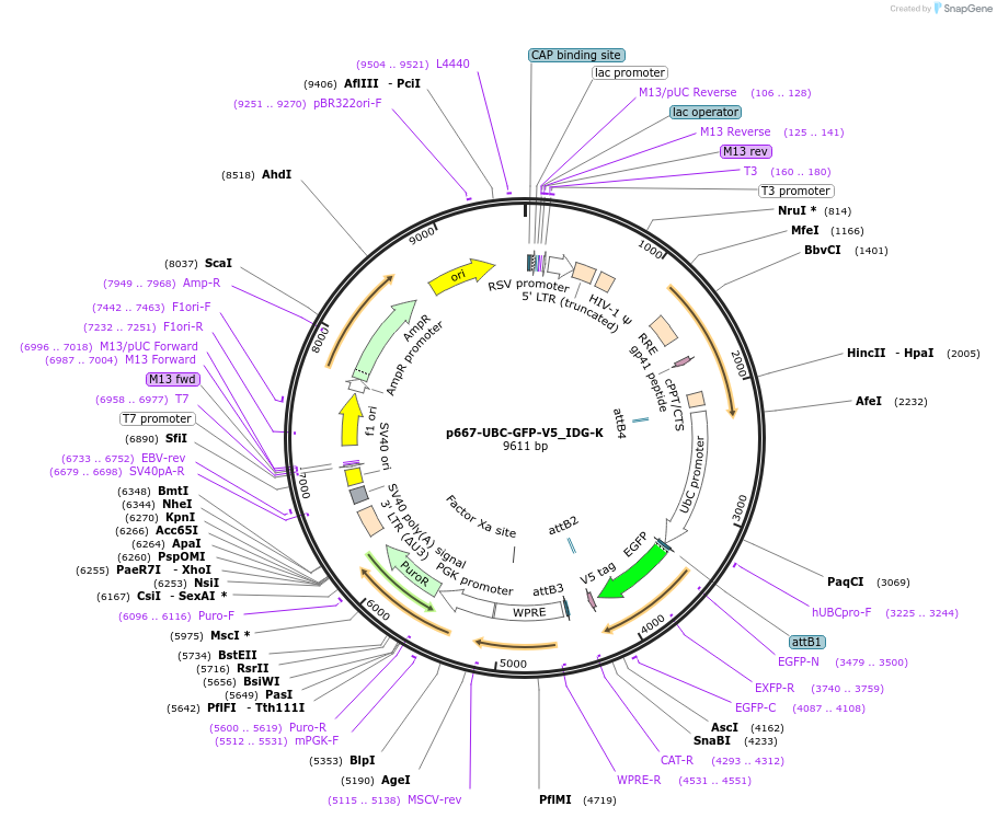 135242-plasmid-map-sequence-id-270199
