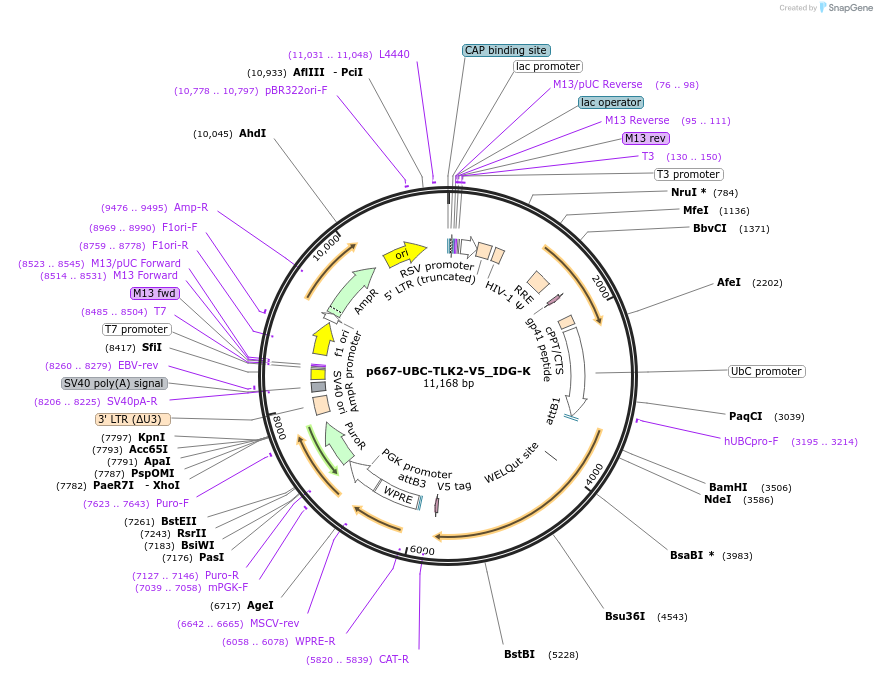 135251-plasmid-map-sequence-id-270206