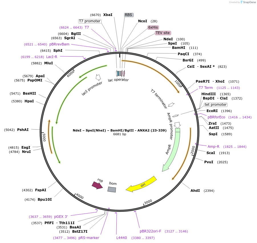 136546-plasmid-map-sequence-id-270216