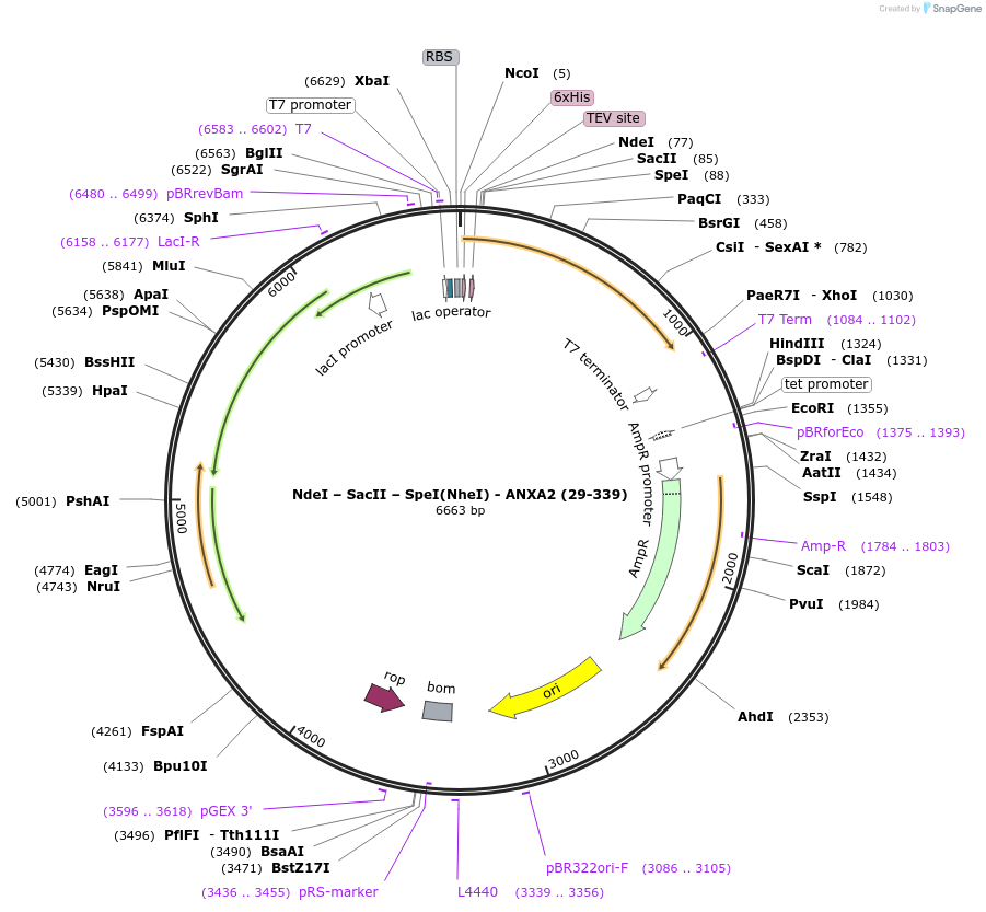136545-plasmid-map-sequence-id-270218