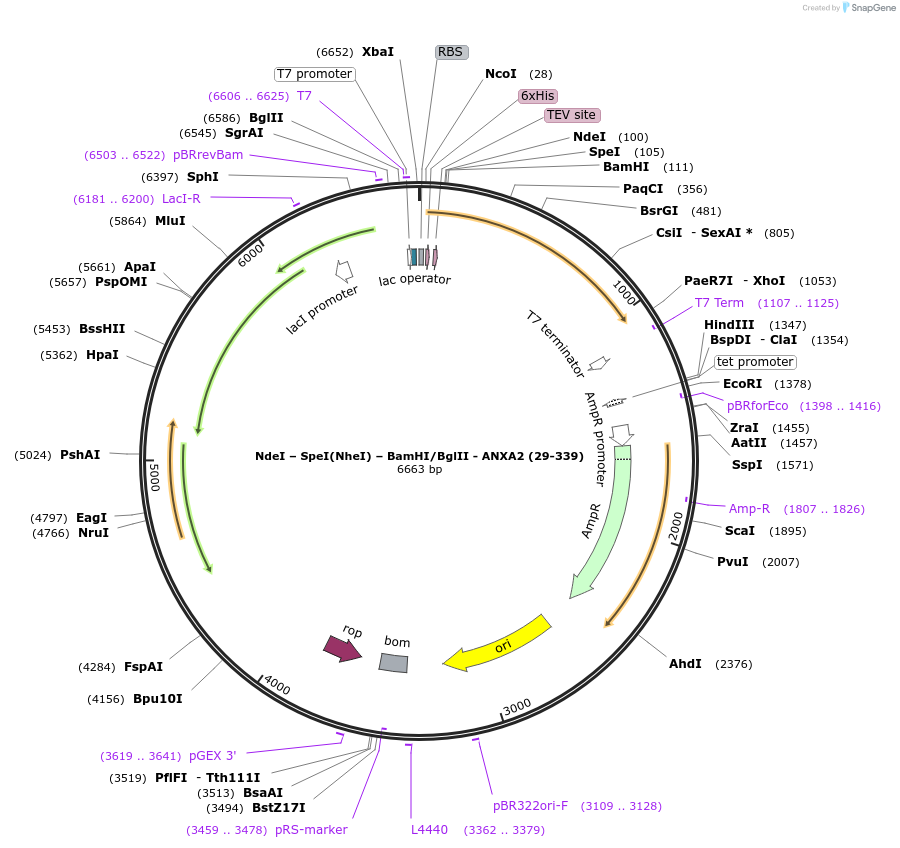 136544-plasmid-map-sequence-id-270221