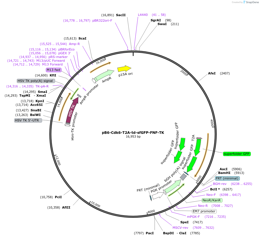 134321-plasmid-map-sequence-id-270223