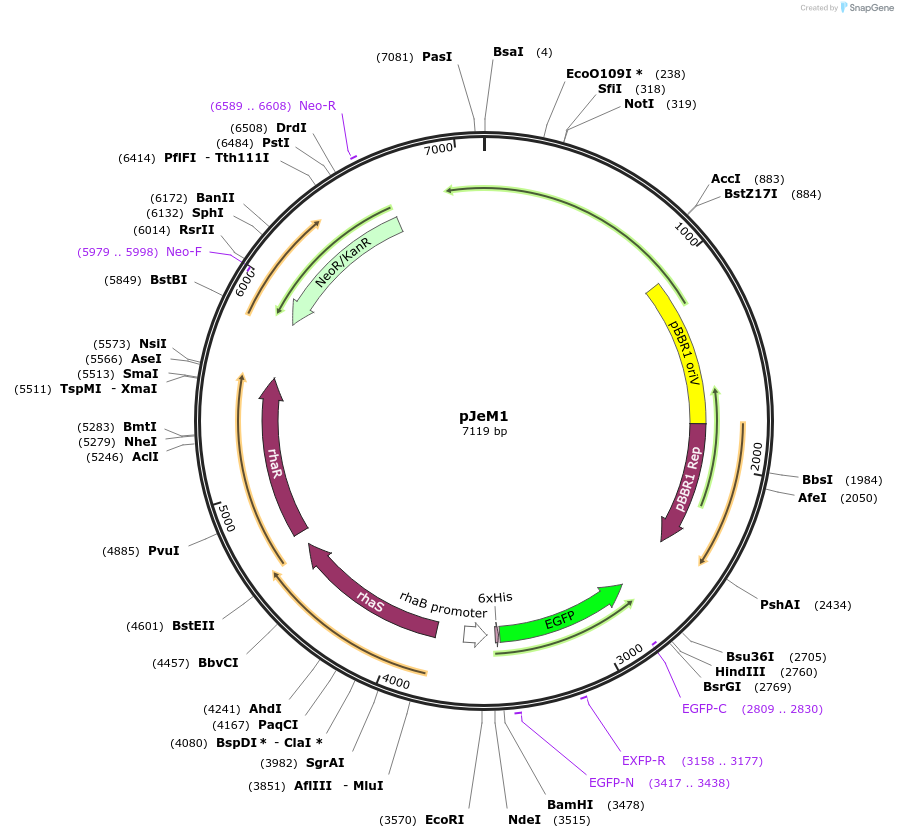 135088-plasmid-map-sequence-id-270239