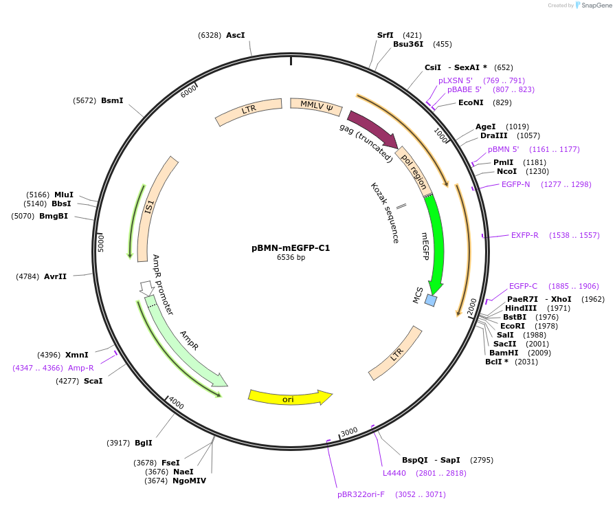 110468-plasmid-map-sequence-id-270274