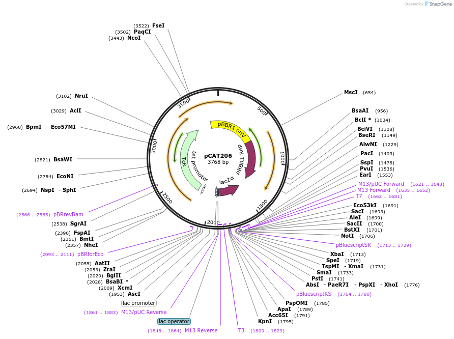 134883-plasmid-map-sequence-id-270280