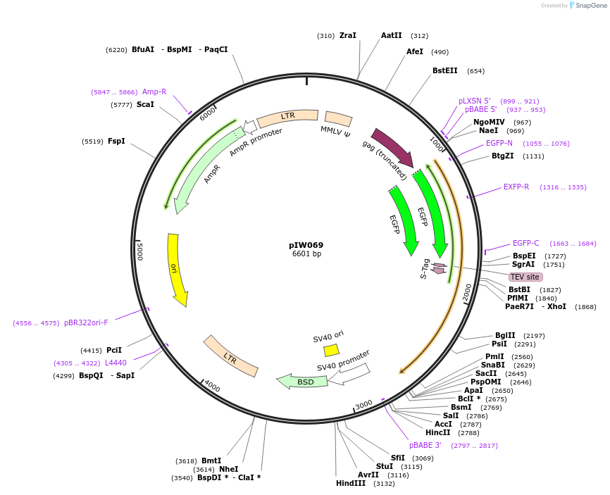 134133-plasmid-map-sequence-id-270288