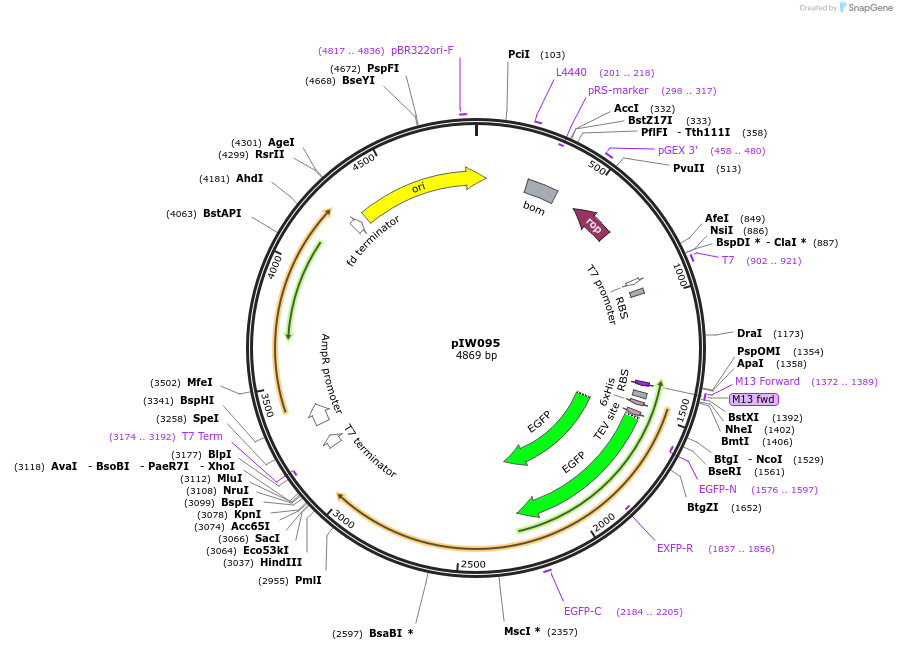 134131-plasmid-map-sequence-id-270311