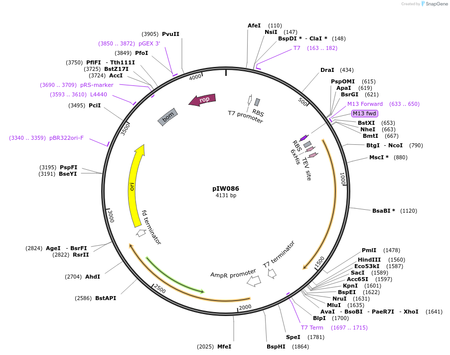 134132-plasmid-map-sequence-id-270314