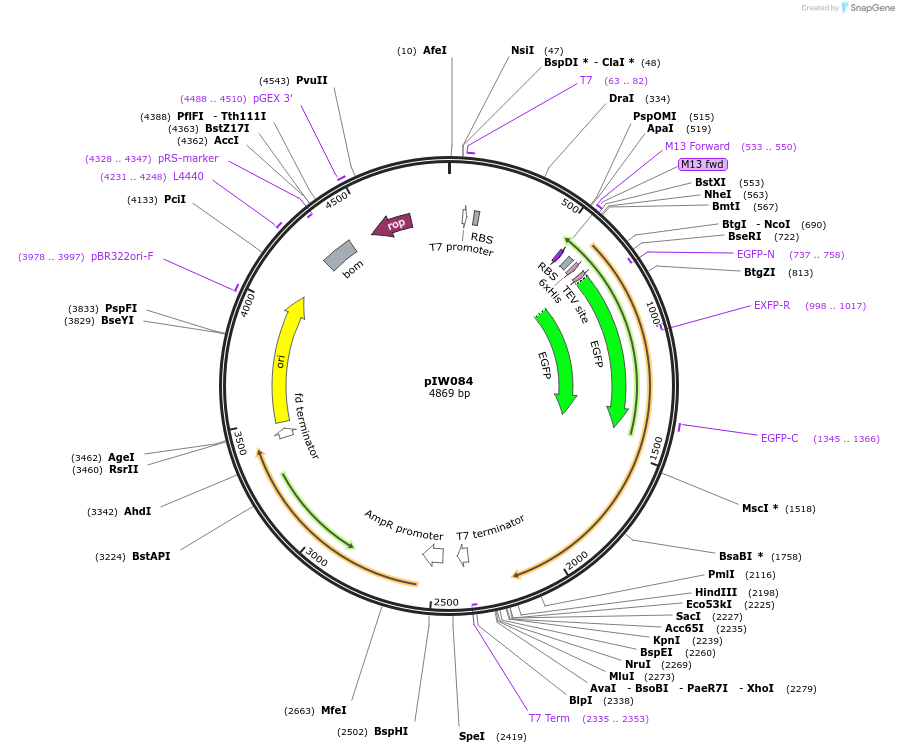 134130-plasmid-map-sequence-id-270316