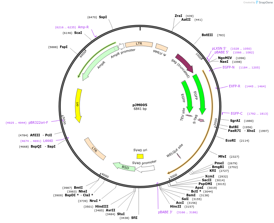 134150-plasmid-map-sequence-id-270320