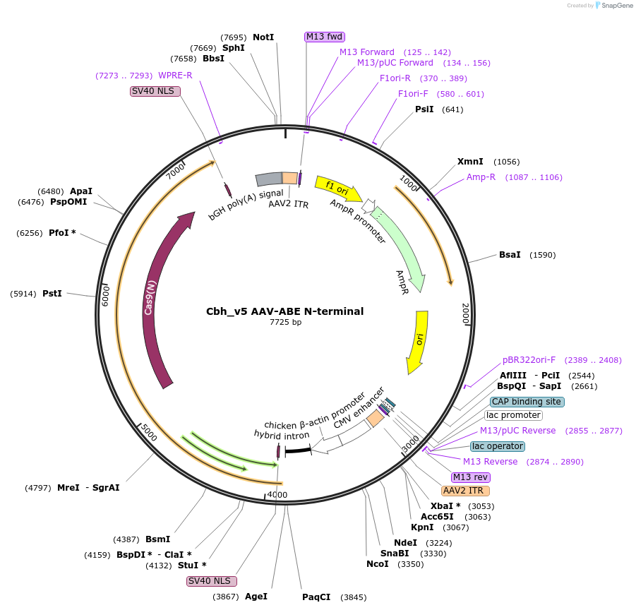 137177-plasmid-map-sequence-id-270325