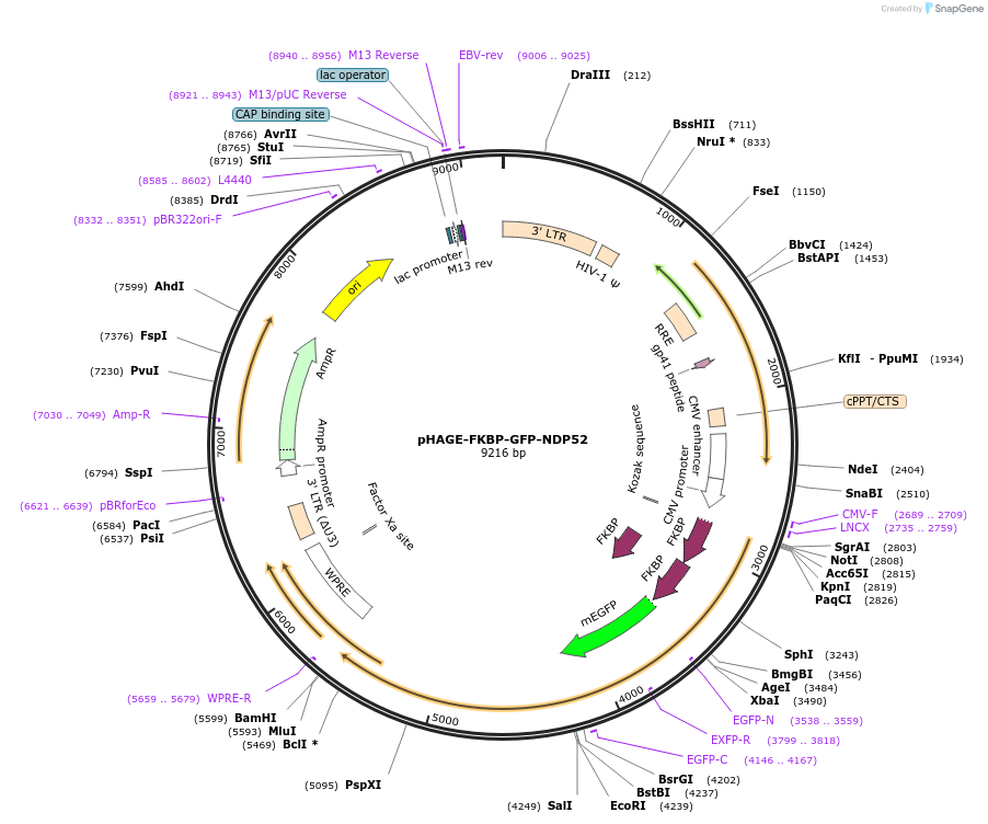 135296-plasmid-map-sequence-id-270334