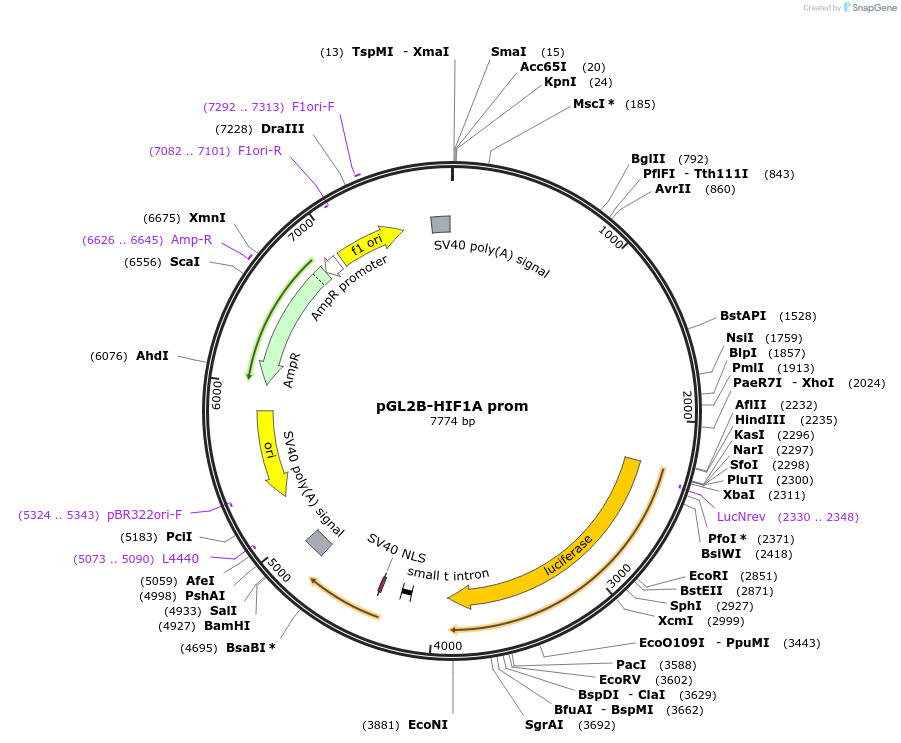 40172-plasmid-map-sequence-id-270338