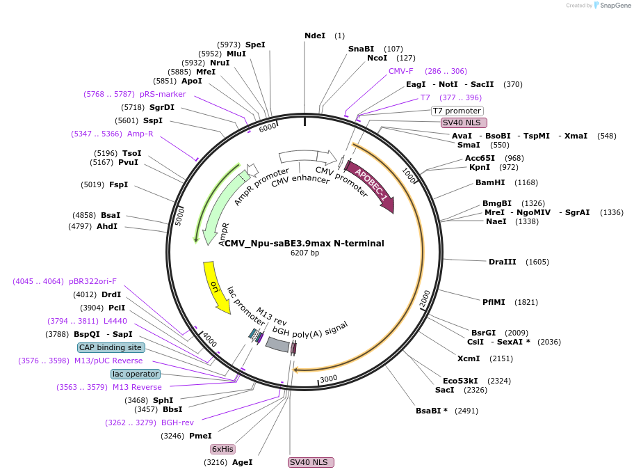137179-plasmid-map-sequence-id-270339