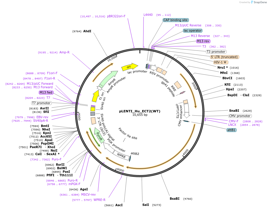136330-plasmid-map-sequence-id-270409