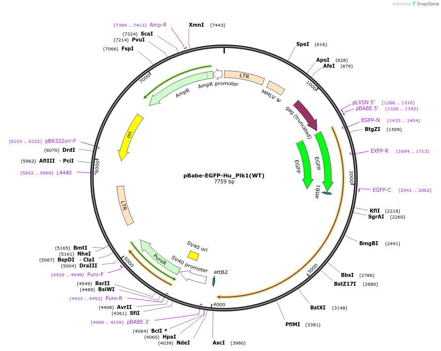 136323-plasmid-map-sequence-id-270412