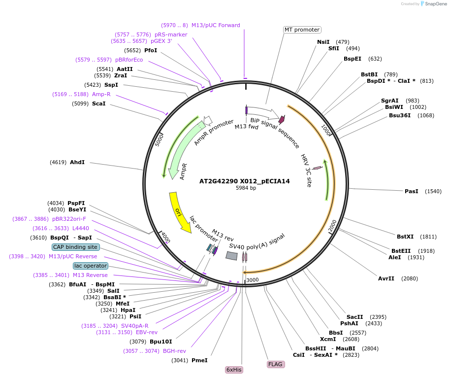 114815-plasmid-map-sequence-id-270413