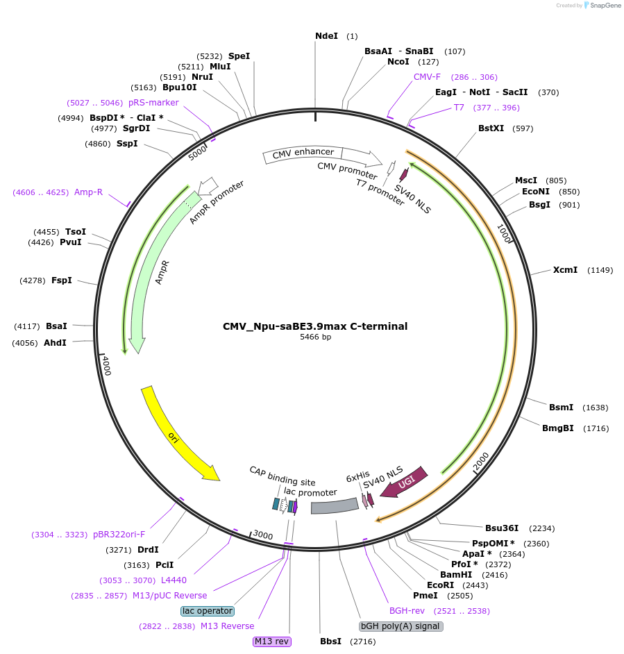 137180-plasmid-map-sequence-id-270431