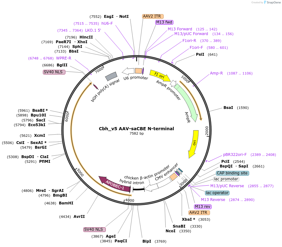 137182-plasmid-map-sequence-id-270439
