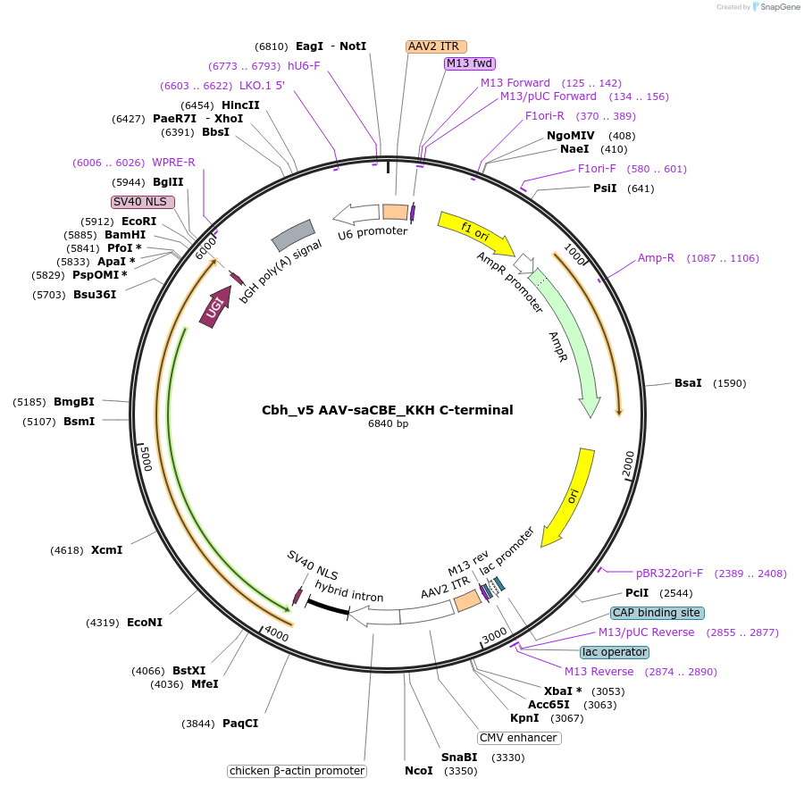137184-plasmid-map-sequence-id-270521