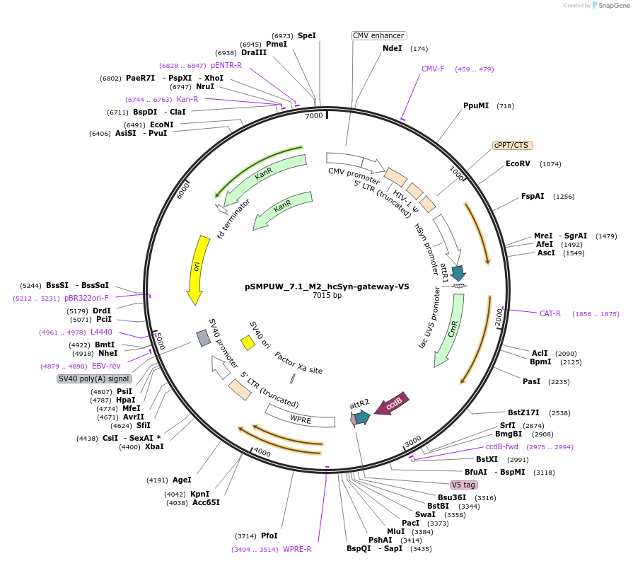 128457-plasmid-map-sequence-id-270524