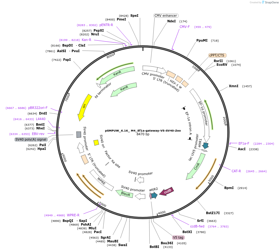 128452-plasmid-map-sequence-id-270526