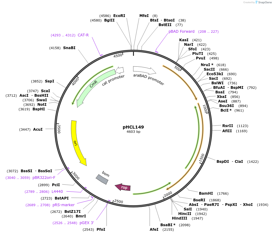 134457-plasmid-map-sequence-id-270548