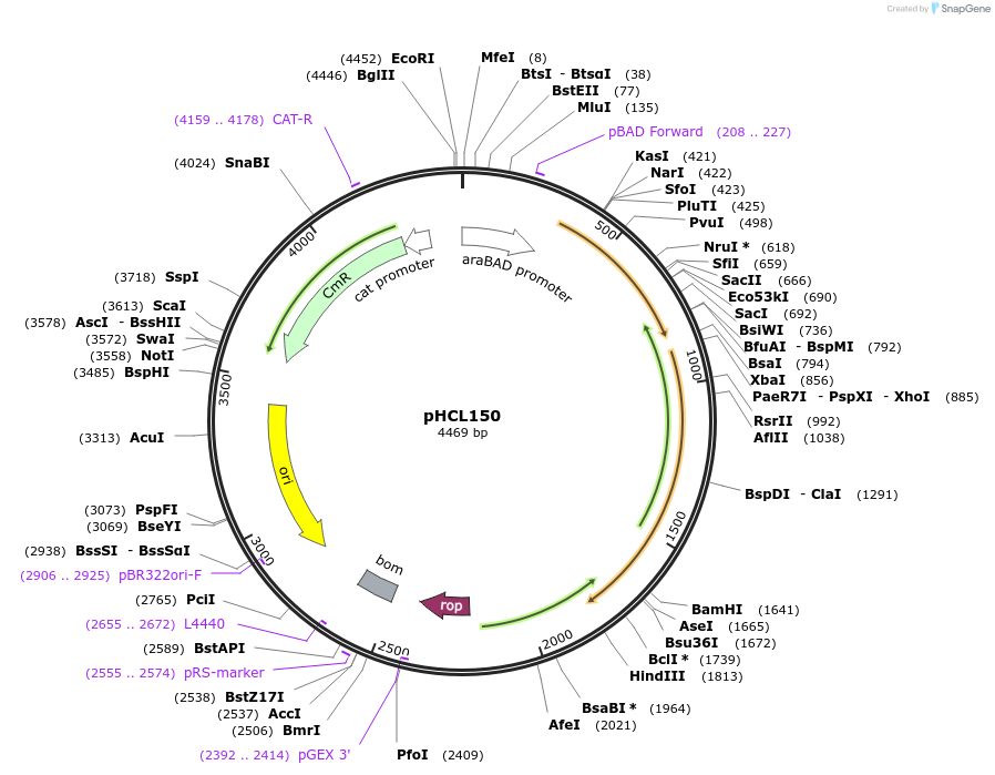 134456-plasmid-map-sequence-id-270550