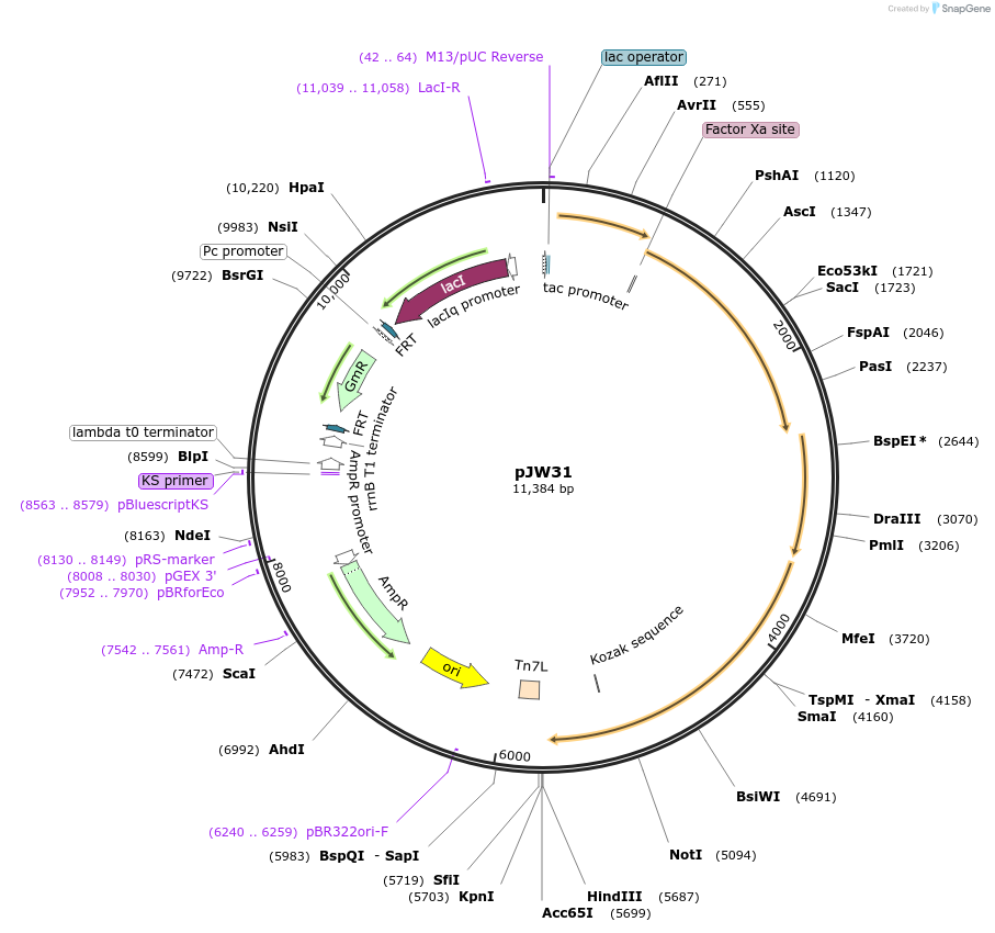 136423-plasmid-map-sequence-id-270560