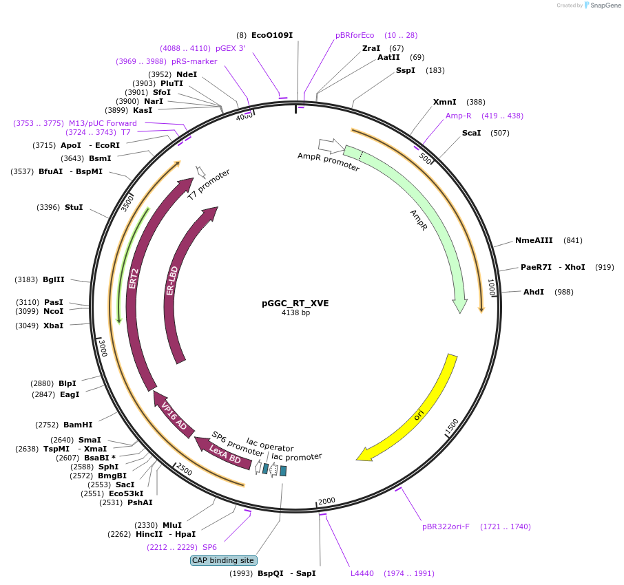 136970-plasmid-map-sequence-id-270565