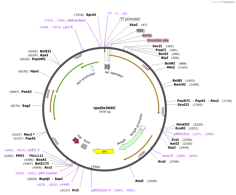 129688-plasmid-map-sequence-id-270569