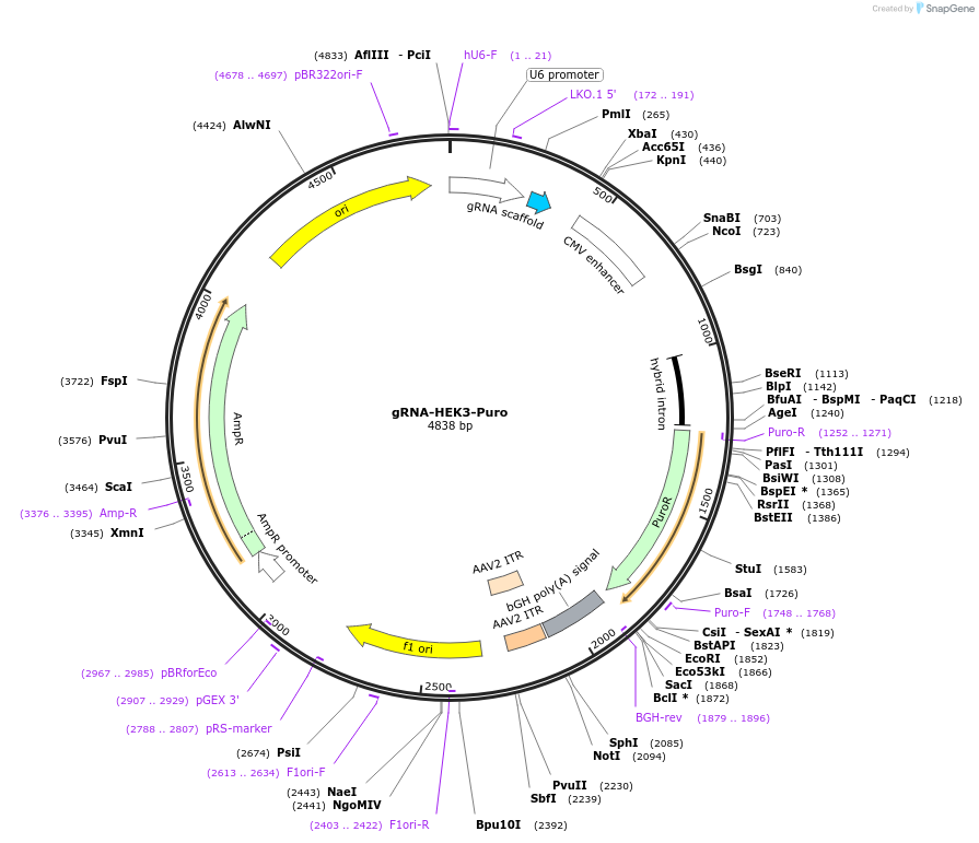 136282-plasmid-map-sequence-id-270571
