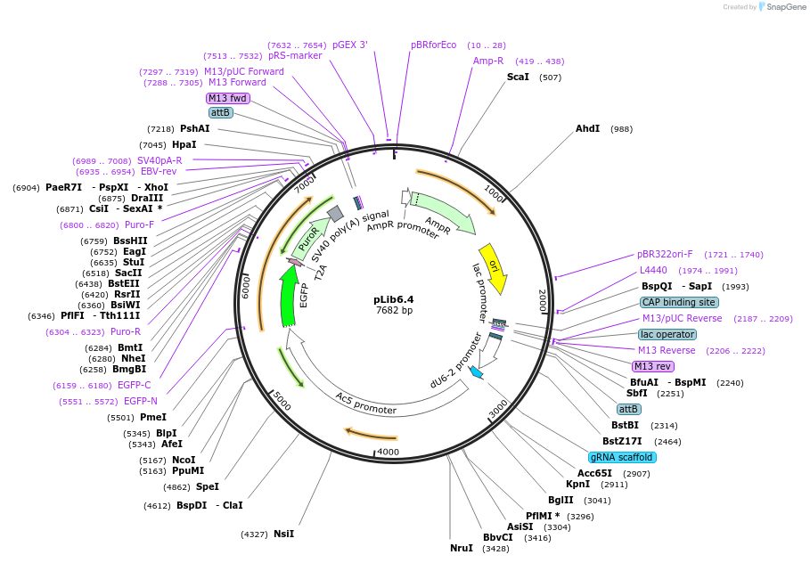 133783-plasmid-map-sequence-id-270596