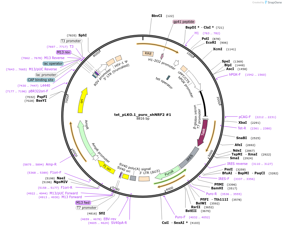 136584-plasmid-map-sequence-id-270649