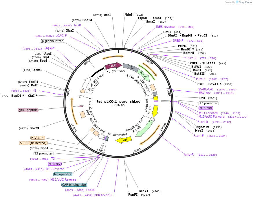 136587-plasmid-map-sequence-id-270657
