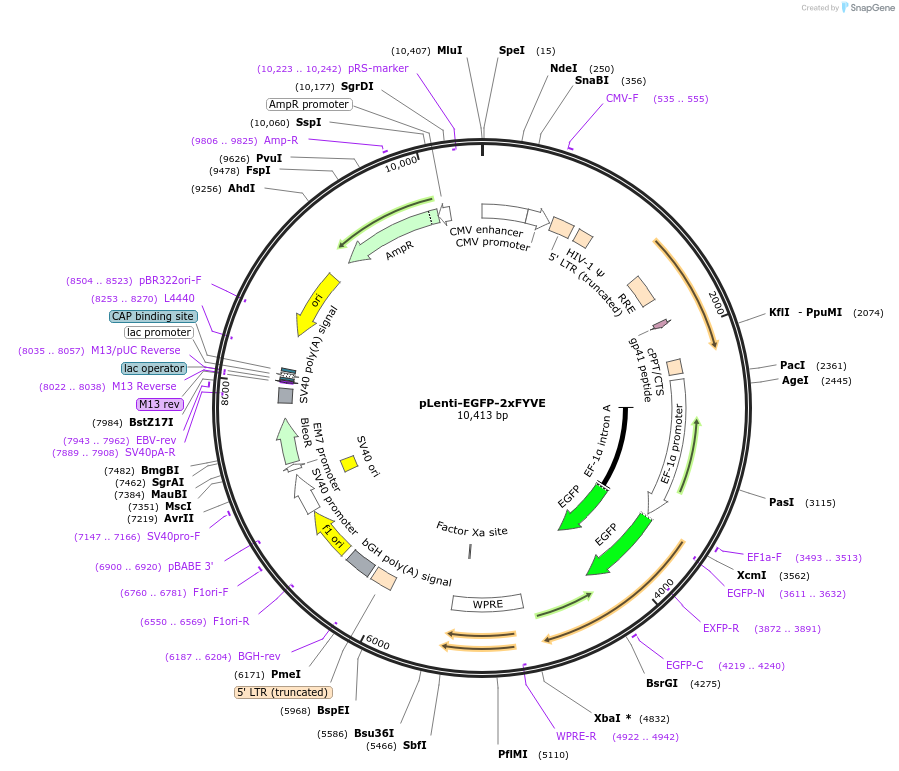 136996-plasmid-map-sequence-id-270659