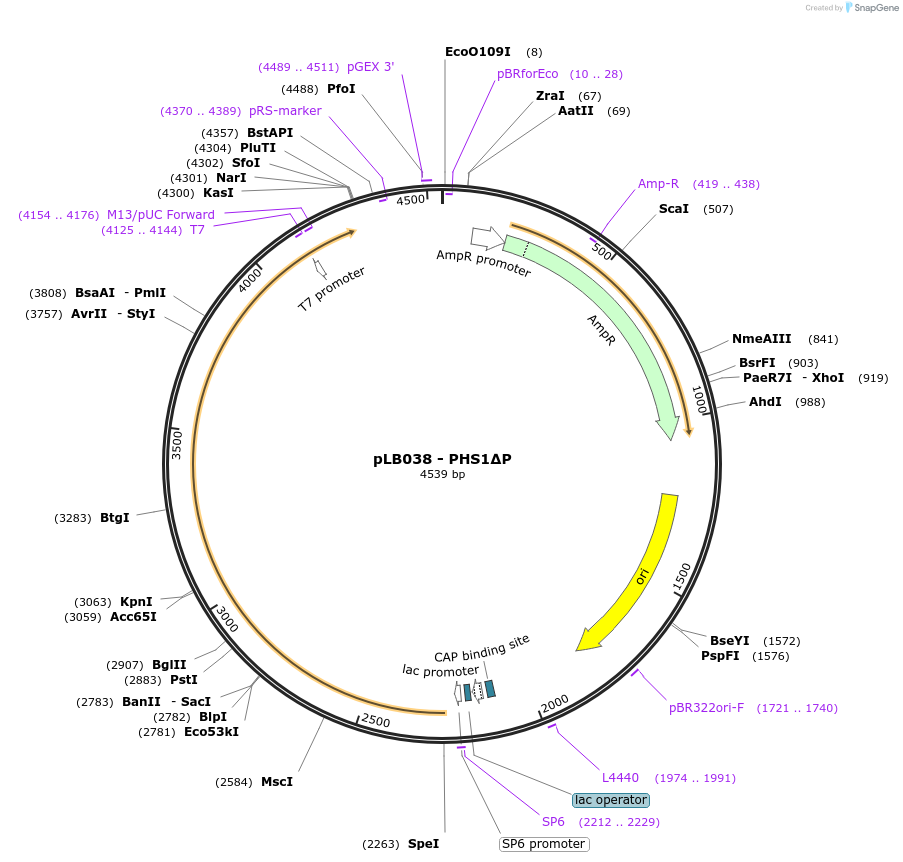 136285-plasmid-map-sequence-id-270696