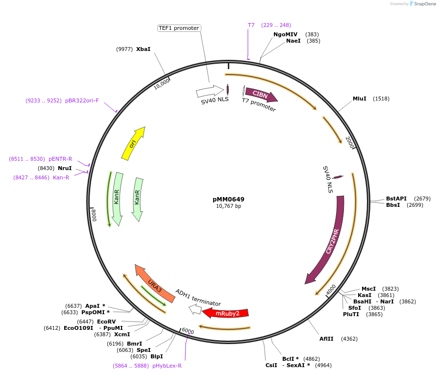 129010-plasmid-map-sequence-id-270698