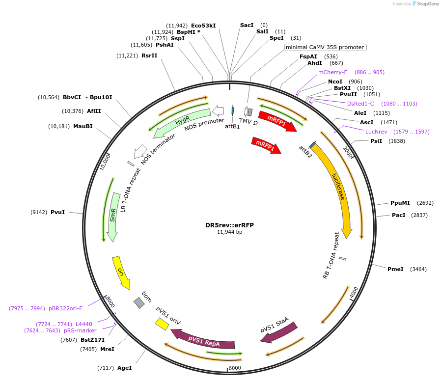 61011-plasmid-map-sequence-id-270699