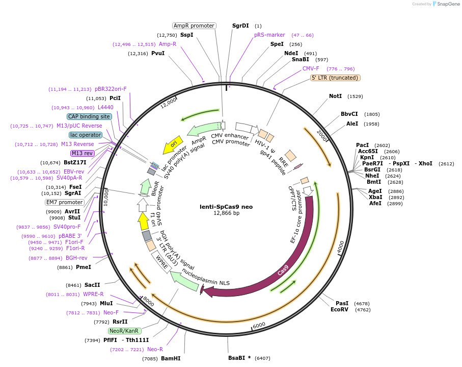 104996-plasmid-map-sequence-id-270720