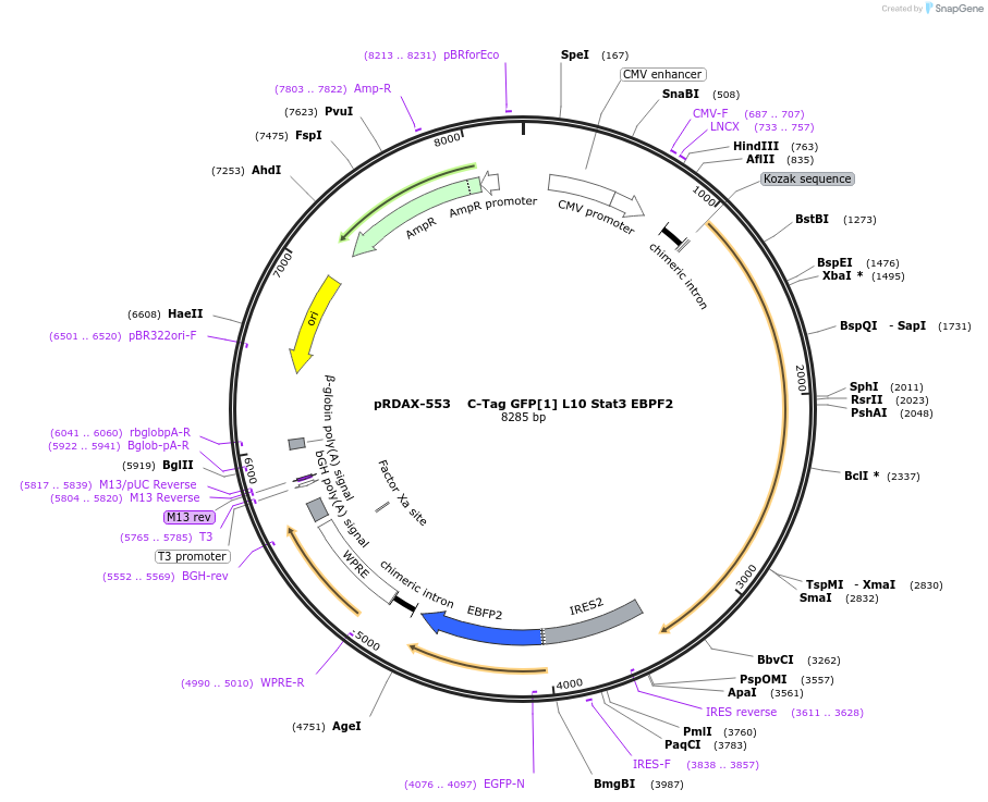 130100-plasmid-map-sequence-id-270722