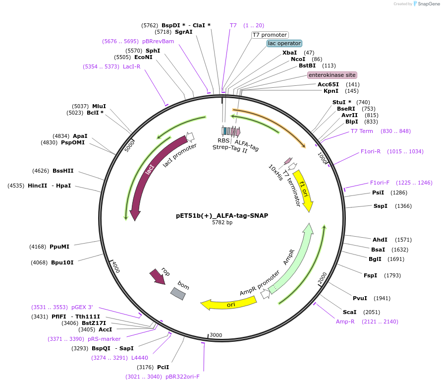 136628-plasmid-map-sequence-id-270723