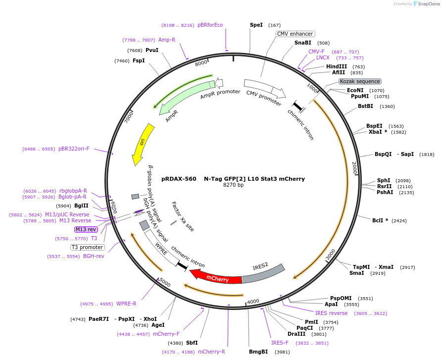 130107-plasmid-map-sequence-id-270724