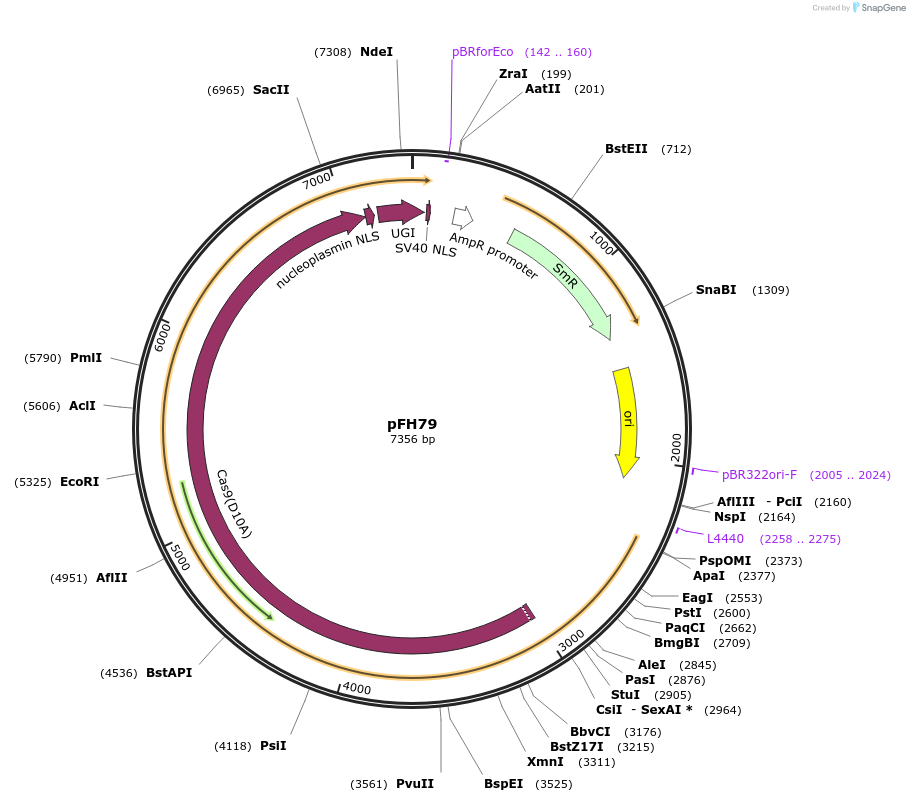 125818-plasmid-map-sequence-id-270729