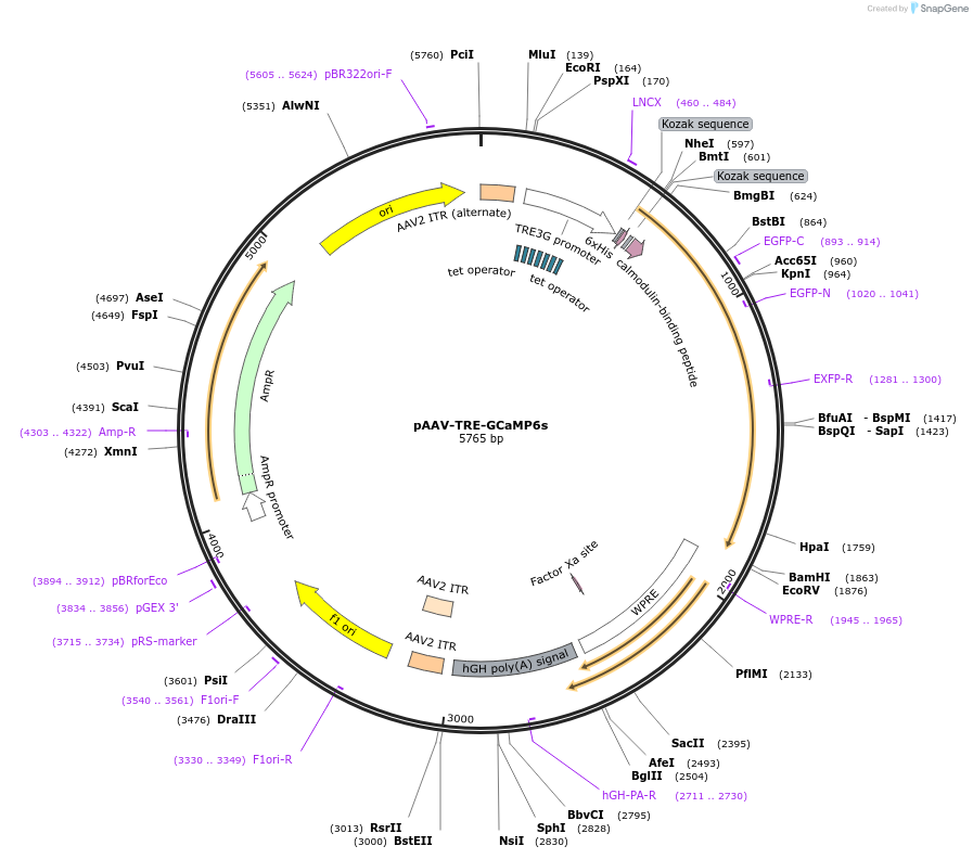 135418-plasmid-map-sequence-id-270731