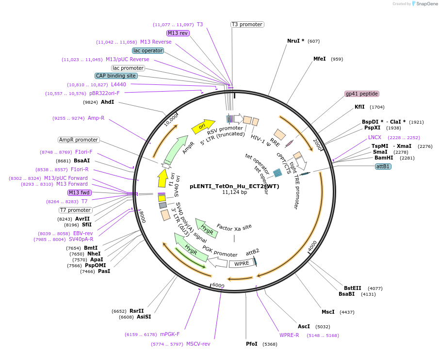 136339-plasmid-map-sequence-id-270740