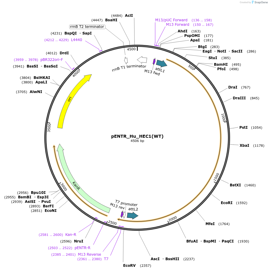 136350-plasmid-map-sequence-id-270745