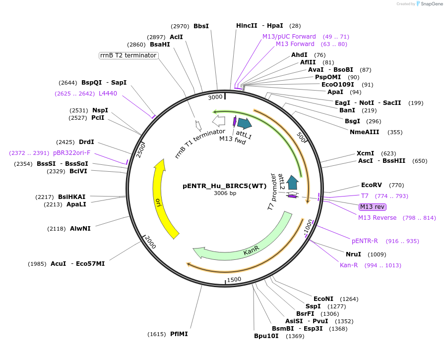 136351-plasmid-map-sequence-id-270747