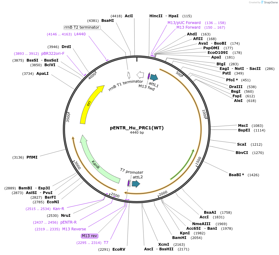 136349-plasmid-map-sequence-id-270749