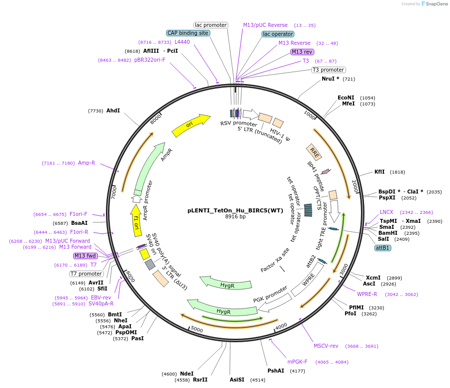 136348-plasmid-map-sequence-id-270811
